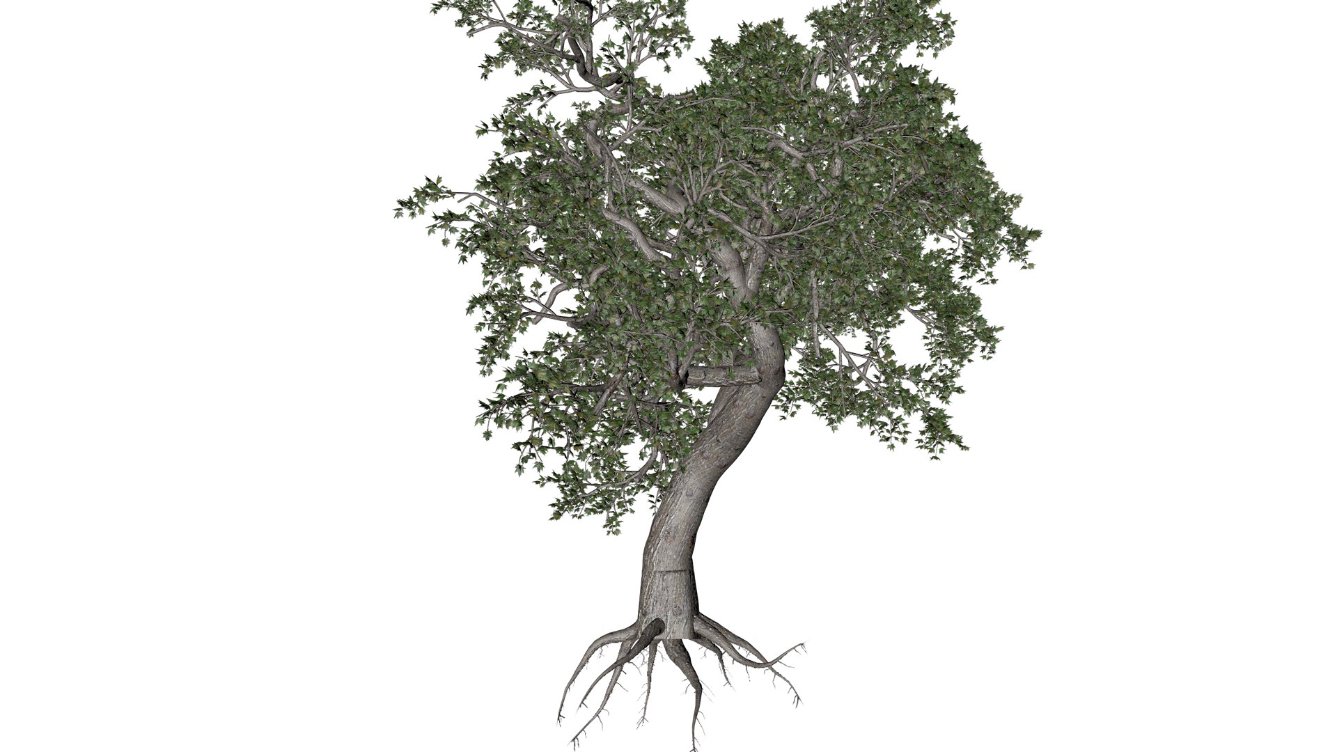 Japanese Maple Tree - 01 - 3D Model - TurboSquid 2376679