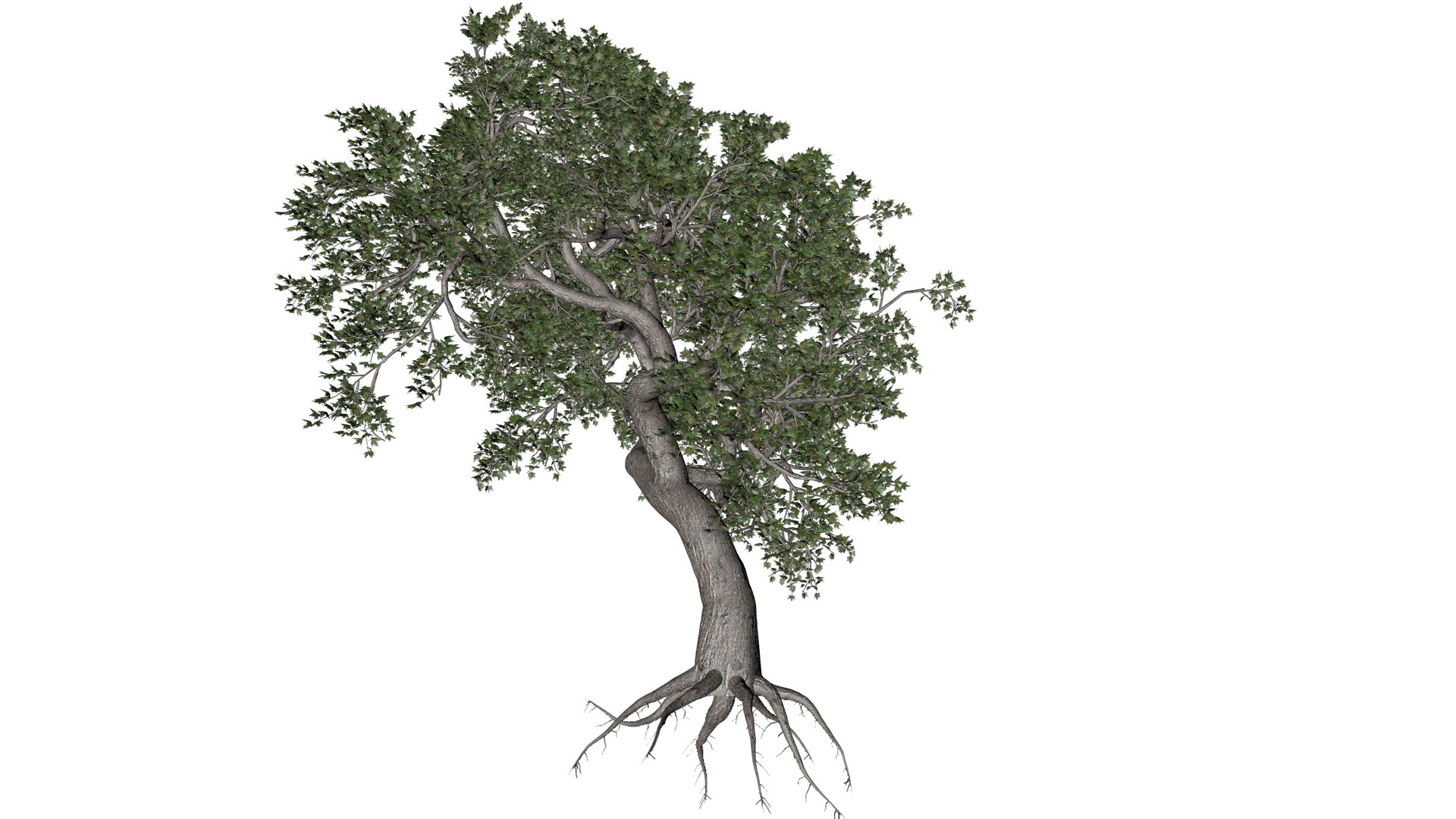 Japanese Maple Tree - 01 - 3D Model - TurboSquid 2376679