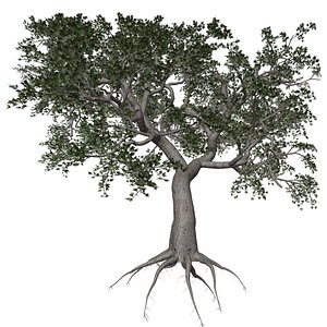 Japanese Maple Tree - 01 - 3D model