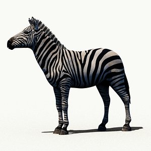 3D Zebra Maya model