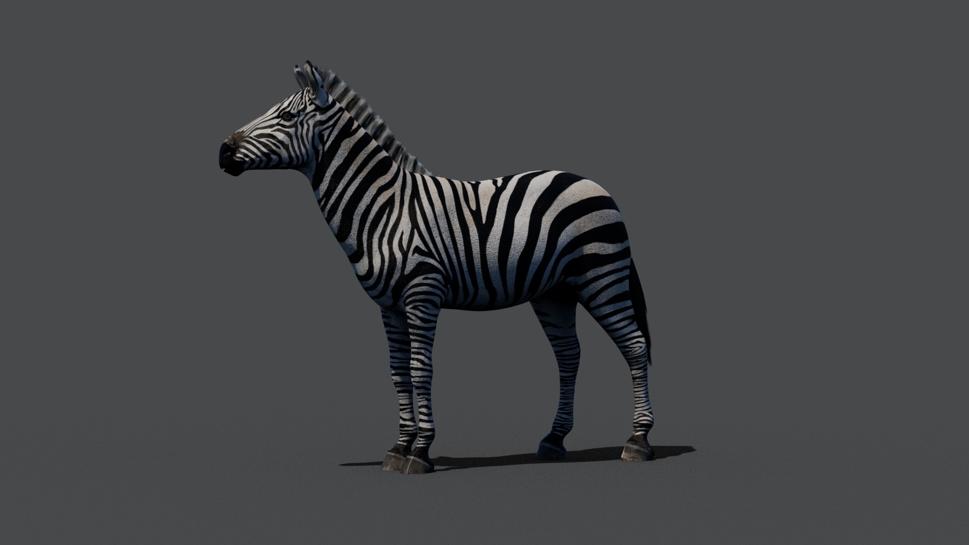 3D Zebra Maya Model - TurboSquid 2391549