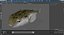 Puffer Fish
