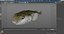 Puffer Fish