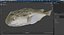 Puffer Fish