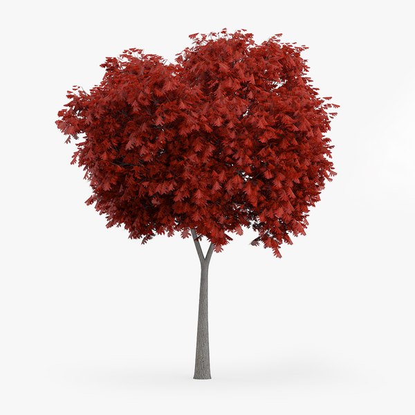 northern red oak 5m 3d c4d