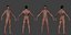 男性の解剖学キャラクター