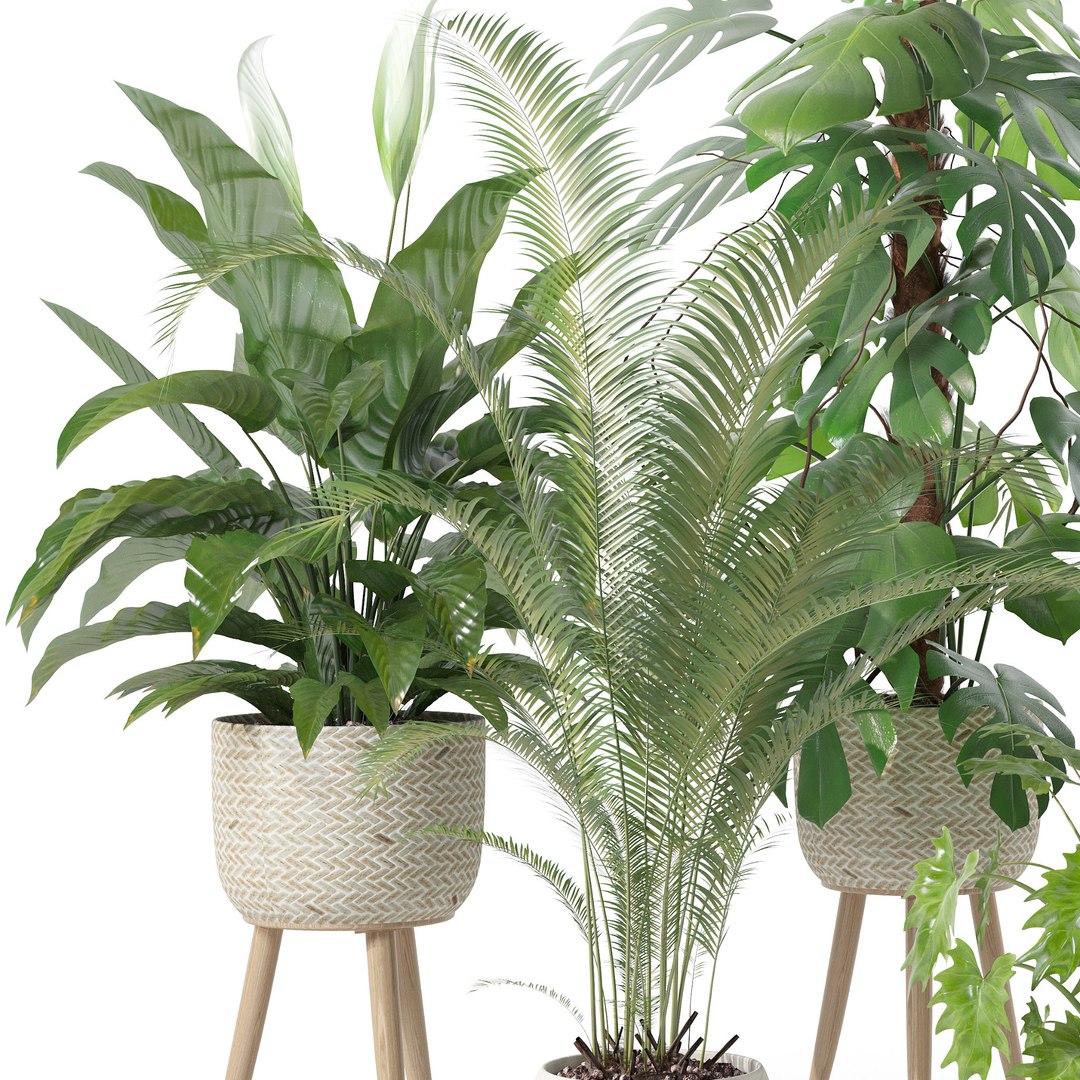 3D Plants collection 121 https://p.turbosquid.com/ts-thumb/cf/TEZ9Me/cl/a/jpg/1663232199/1920x1080/fit_q87/a66a8c4825d2d4ac53b8bc370e63e34860976768/a.jpg