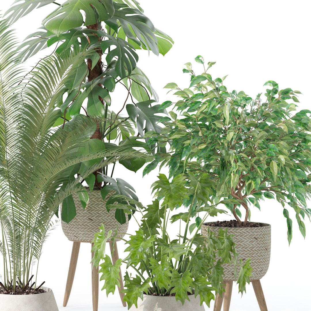 3D Plants collection 121 https://p.turbosquid.com/ts-thumb/cf/TEZ9Me/nk/b/jpg/1663232203/1920x1080/fit_q87/5bd68aab2b7d88a83fded657acfe12fe804cfc1b/b.jpg