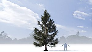 Pine Tree Variation