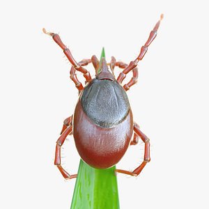 Tick On Grass Animated