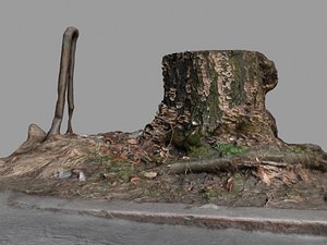 Tree stump near street