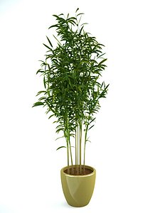 bamboo 1