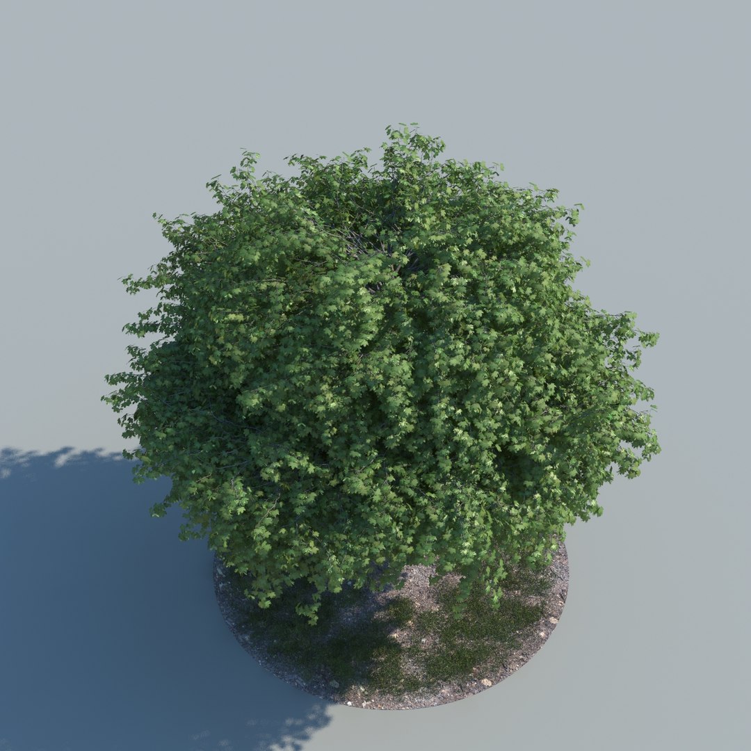3d Model Realistic Maple Tree