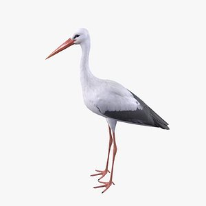 White Stork 3D model