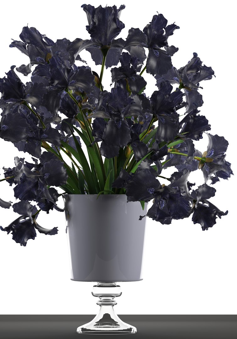3D model flower bouquet black https://p.turbosquid.com/ts-thumb/cf/xRrqtF/5JIn7x63/irisflowerblack120604/jpg/1528887633/1920x1080/fit_q87/0f170ea4993f6c37208d808bcd04502b72057d4f/irisflowerblack120604.jpg