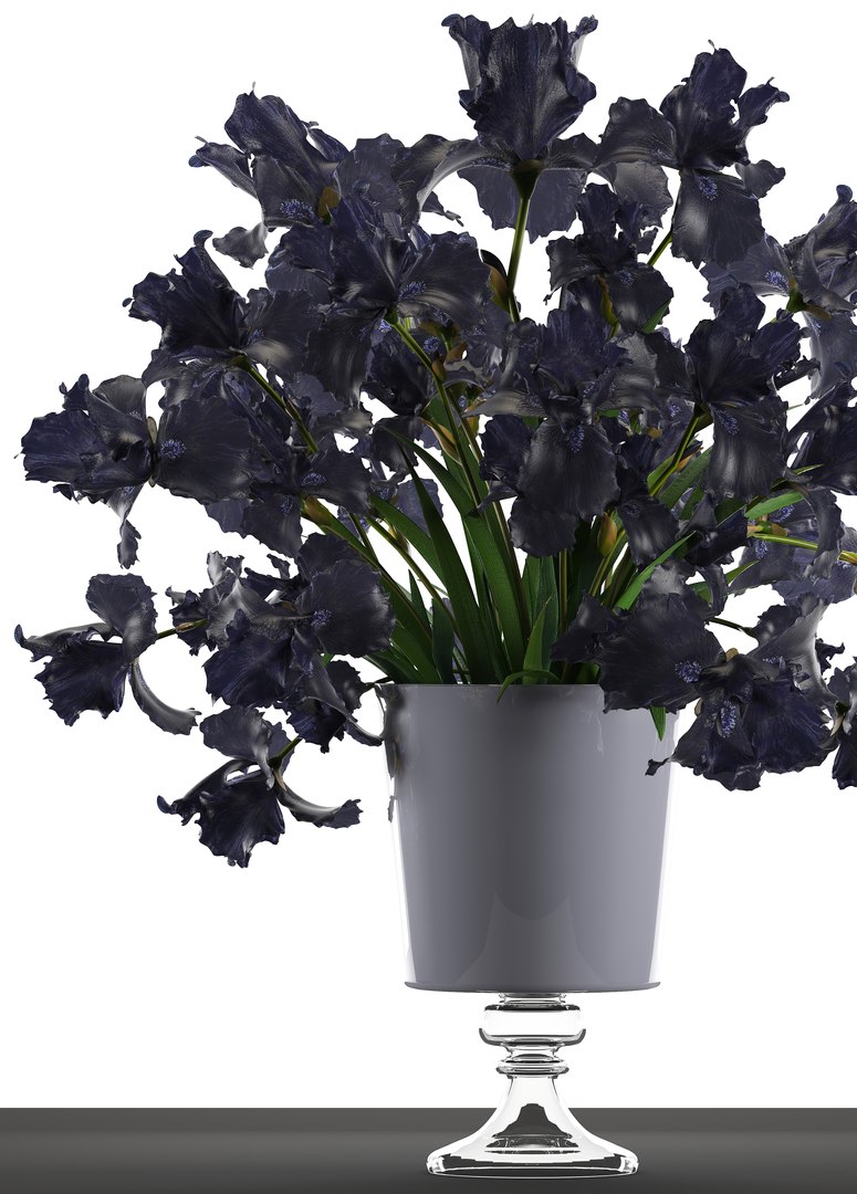 3D model flower bouquet black https://p.turbosquid.com/ts-thumb/cf/xRrqtF/CXSSiPzP/irisflowerblack120603/jpg/1528887633/1920x1080/fit_q87/5d7e70a908838071d3af3f46c26ac17f9f7842be/irisflowerblack120603.jpg