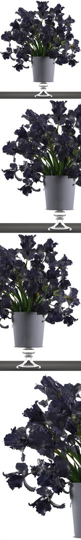 3D model flower bouquet black https://p.turbosquid.com/ts-thumb/cf/xRrqtF/caFLUrgo/irisflowerblack120605/jpg/1528887633/1920x1080/fit_q87/7c6a5526353fe39aa9a6898776f9233c25b6a41c/irisflowerblack120605.jpg