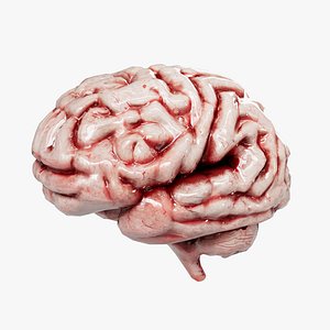Human Brain model