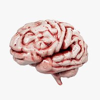 Human Brain