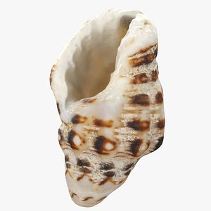 3D Sea Shell
