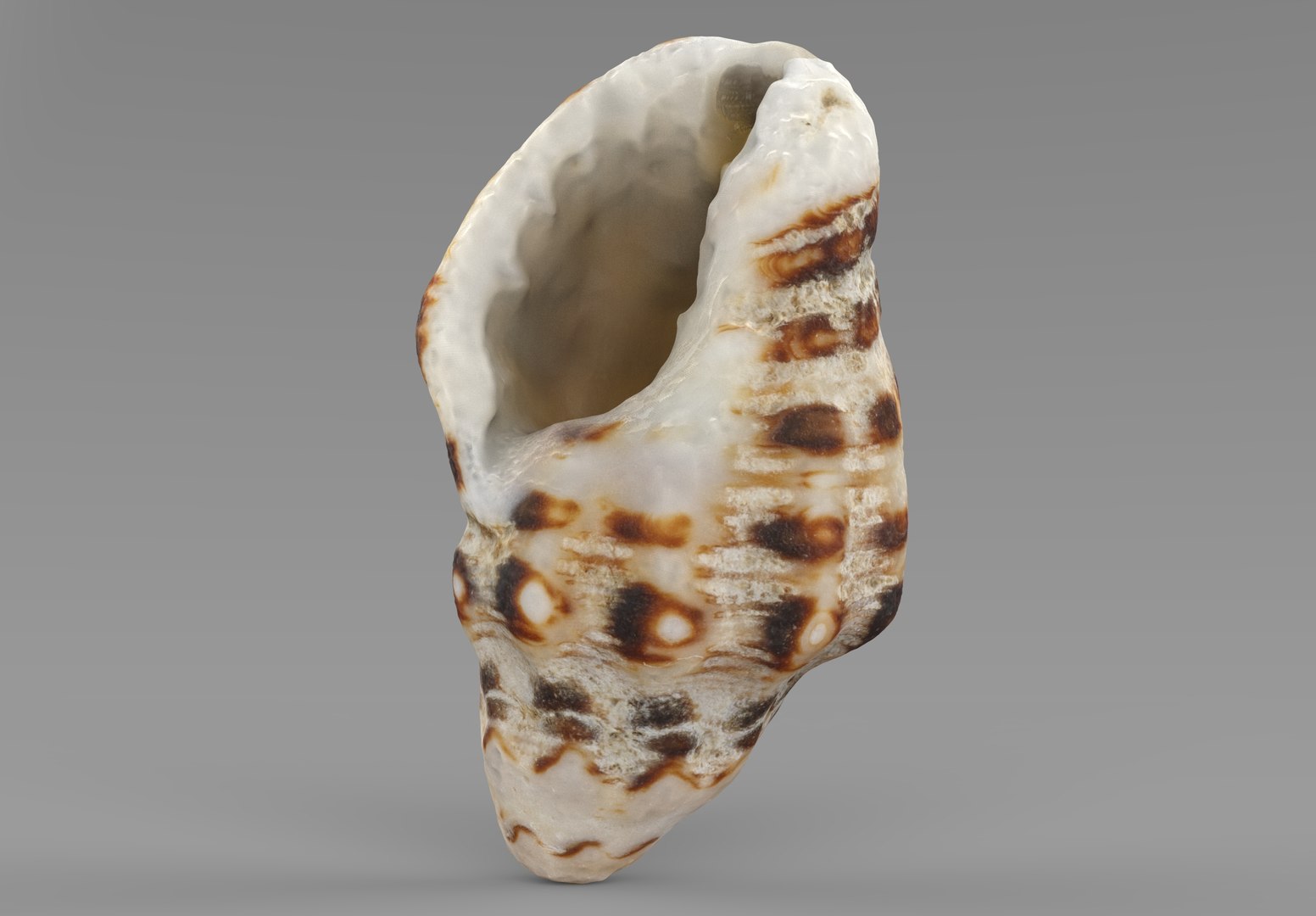 3D Sea Shell - TurboSquid 1960029