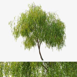 Weeping willow 3 3D model