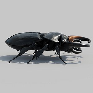 Realistic Stag Beetle 3D Model PBR Textures