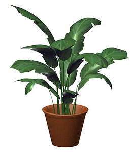 plant potted 3d model