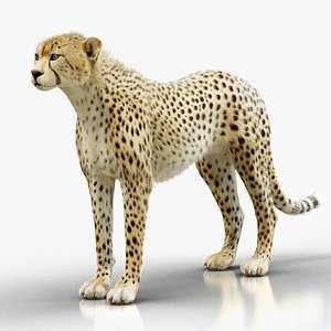 3D model Cheetah  Static Maya  Xgen core