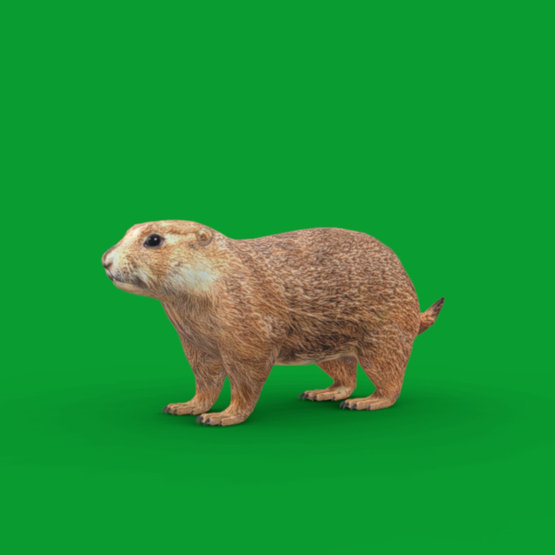 3D PrairieDog model https://p.turbosquid.com/ts-thumb/cg/hB5JZ7/YM/search_images/png/1741870876/1920x1080/fit_q87/07480b0ff4757c26edbaa84c262df45aafda1fe8/search_images.jpg