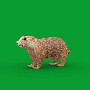 PrairieDog