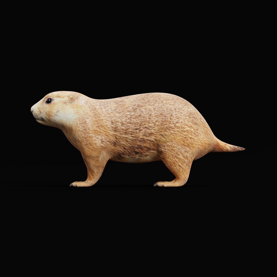 3D PrairieDog Model - TurboSquid 2374333