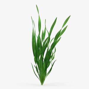 Straight Vallisneria Aquarium Plant