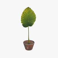 Alocasia plant