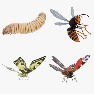 Insect Collection Rigged