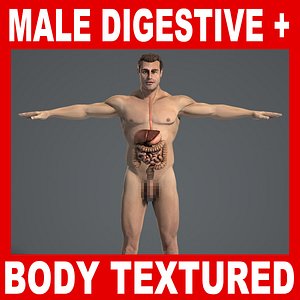 3d human digestive male body model