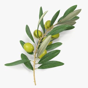 3D Olive Branch with Green Olives Lying