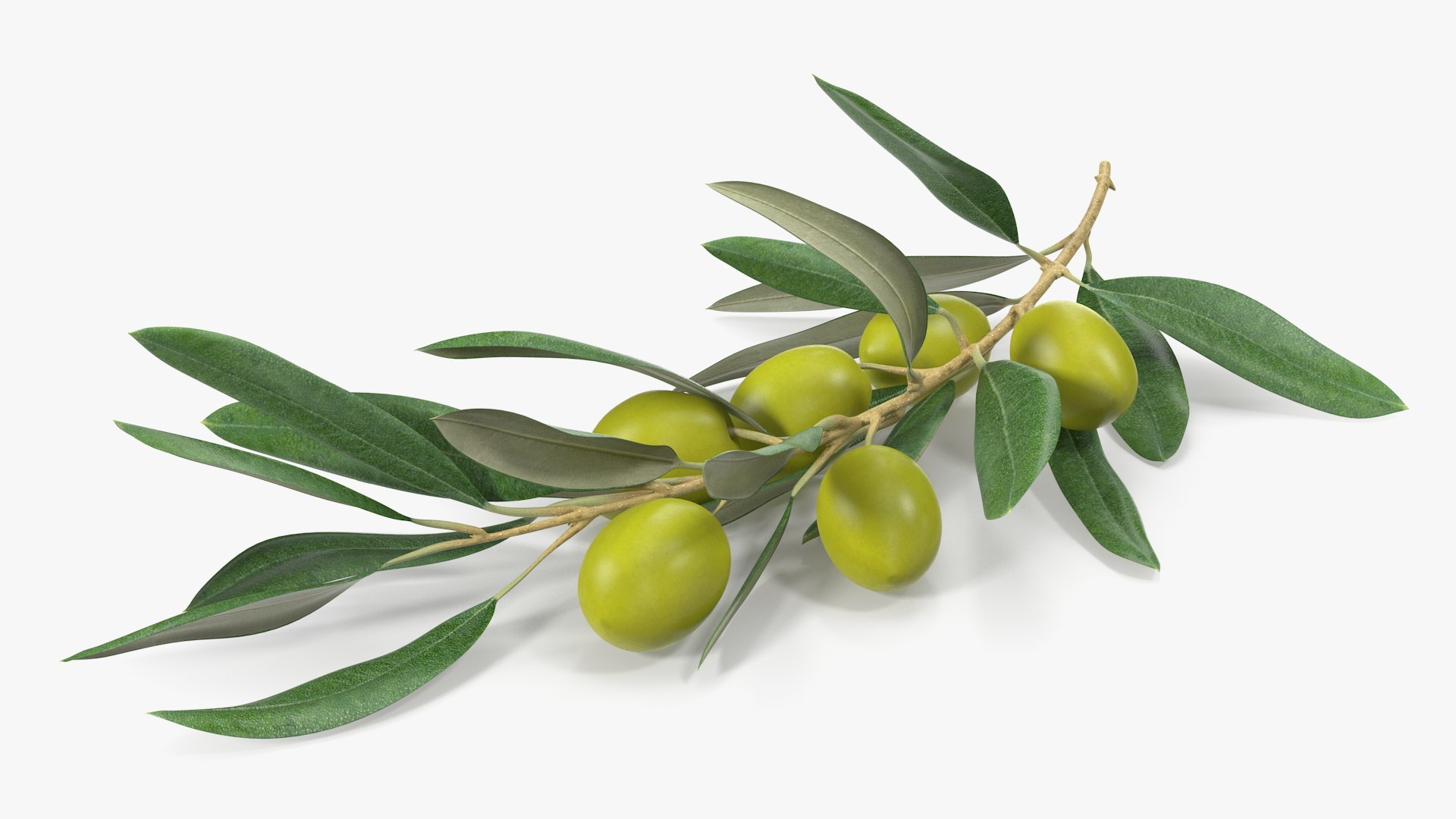 Olive branch with two olives. Olive plant, branch with leaves and two olives  , #AFFILIATE, #branch, #Olive, #olives, #leaves, #p…