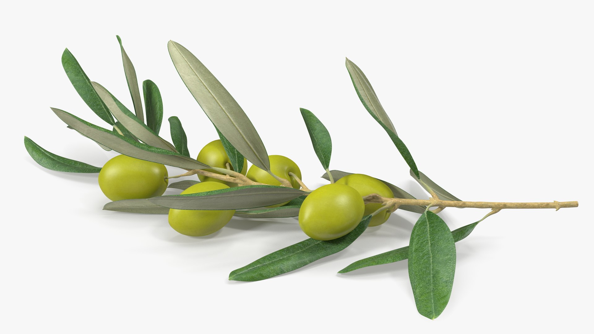 3D Olive Branch With Green Olives Lying - TurboSquid 1947590