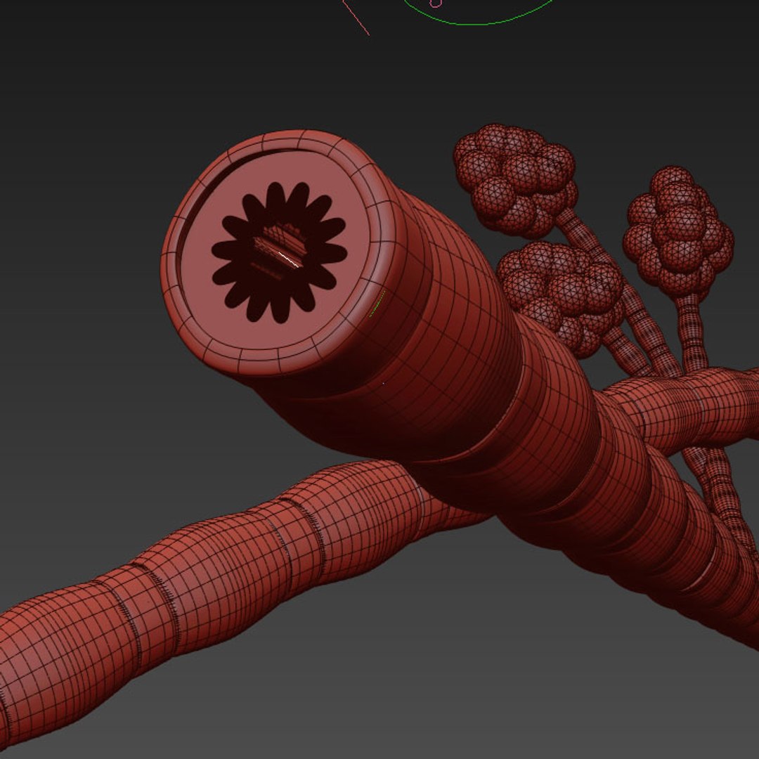 3d model bronchial tube https://p.turbosquid.com/ts-thumb/ch/FOnqZM/9f0CtTUK/air03/jpg/1464663258/1920x1080/fit_q87/af689bc1012e404893d2bf5233cb55d62522a0bb/air03.jpg