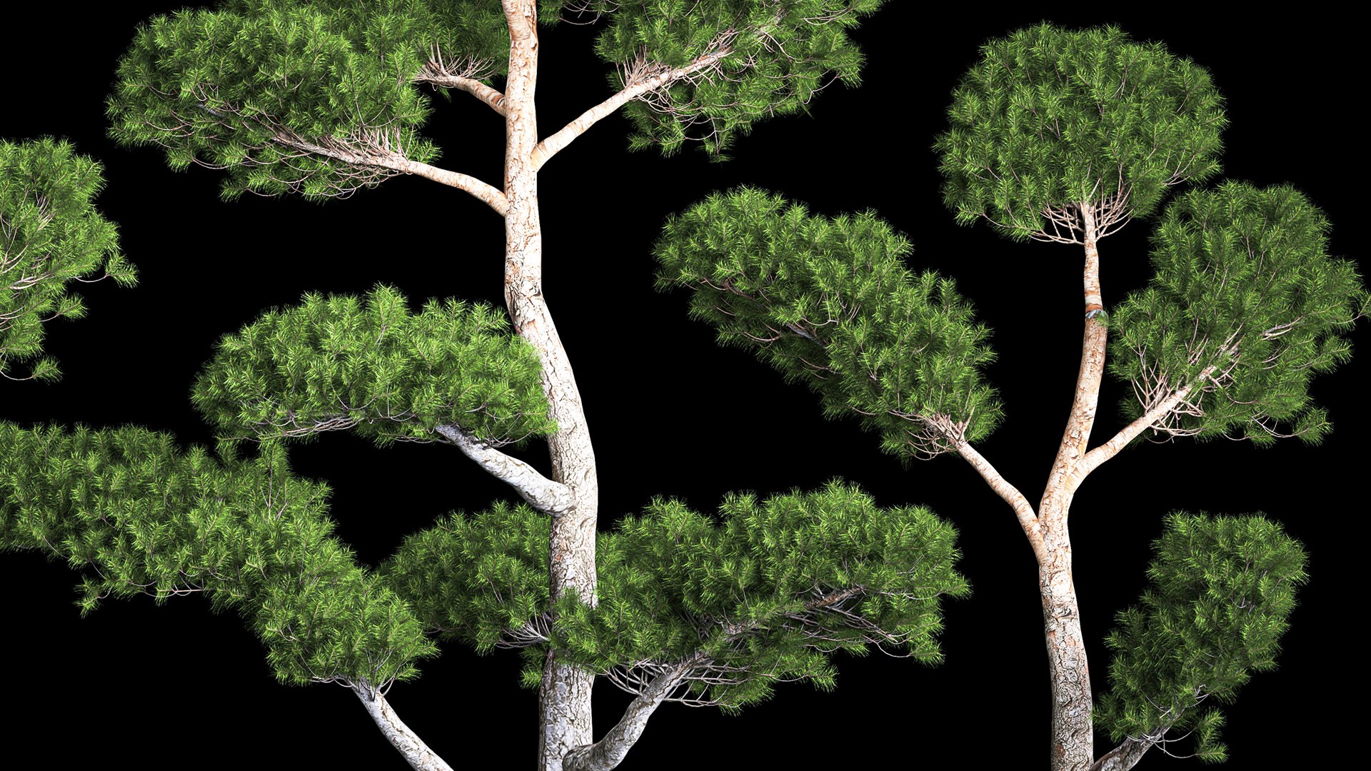 Decorative Trees Pine Topiary Niwaki 1176 3D Model - TurboSquid 2017011