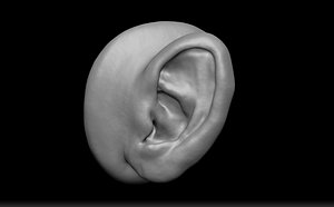 Realistic Human Ear  3D model
