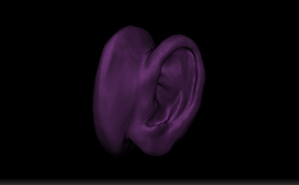 Realistic Human Ear 3D 모델 - TurboSquid 1983663