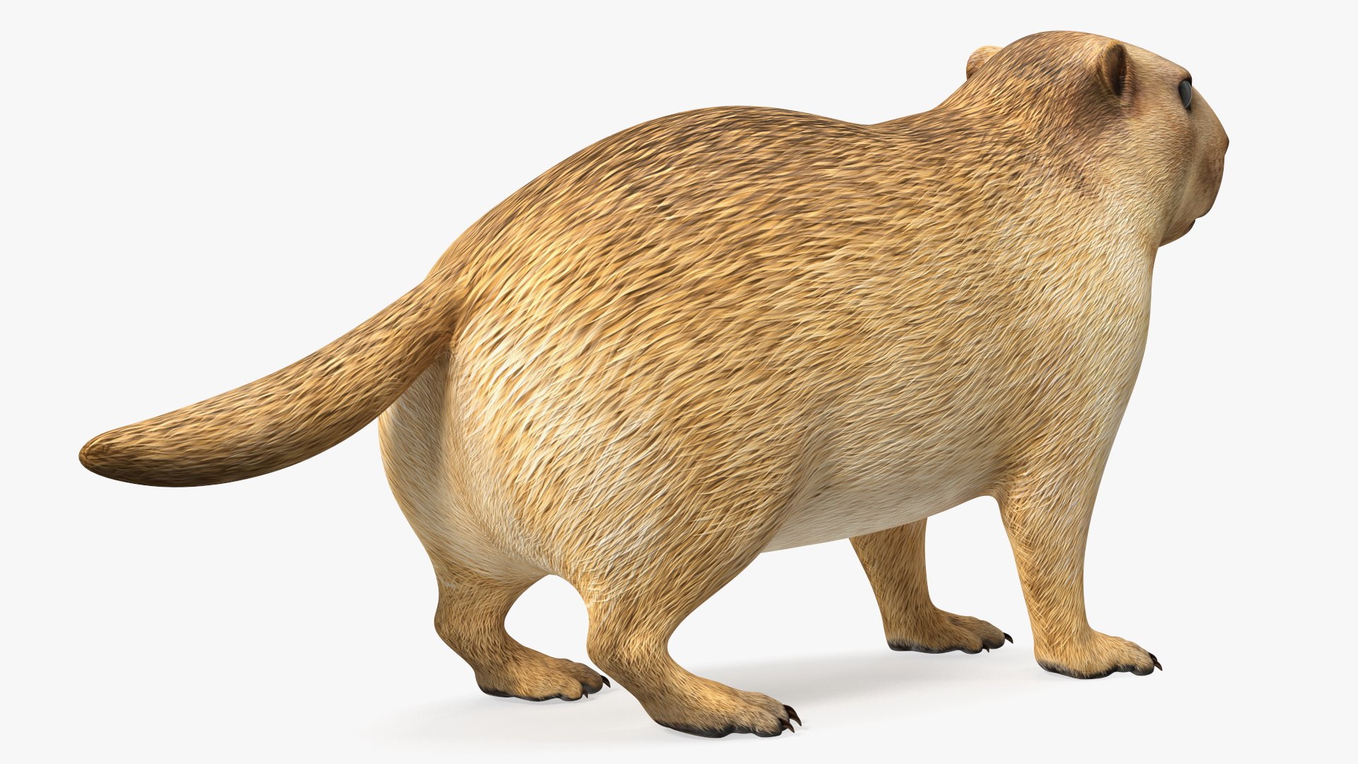 Marmot model https://p.turbosquid.com/ts-thumb/ch/WgjCuy/1h/marmotc4dmodel010/jpg/1664199812/1920x1080/fit_q87/818279862c52864ca054b62ba2d1aed13d0d73dd/marmotc4dmodel010.jpg