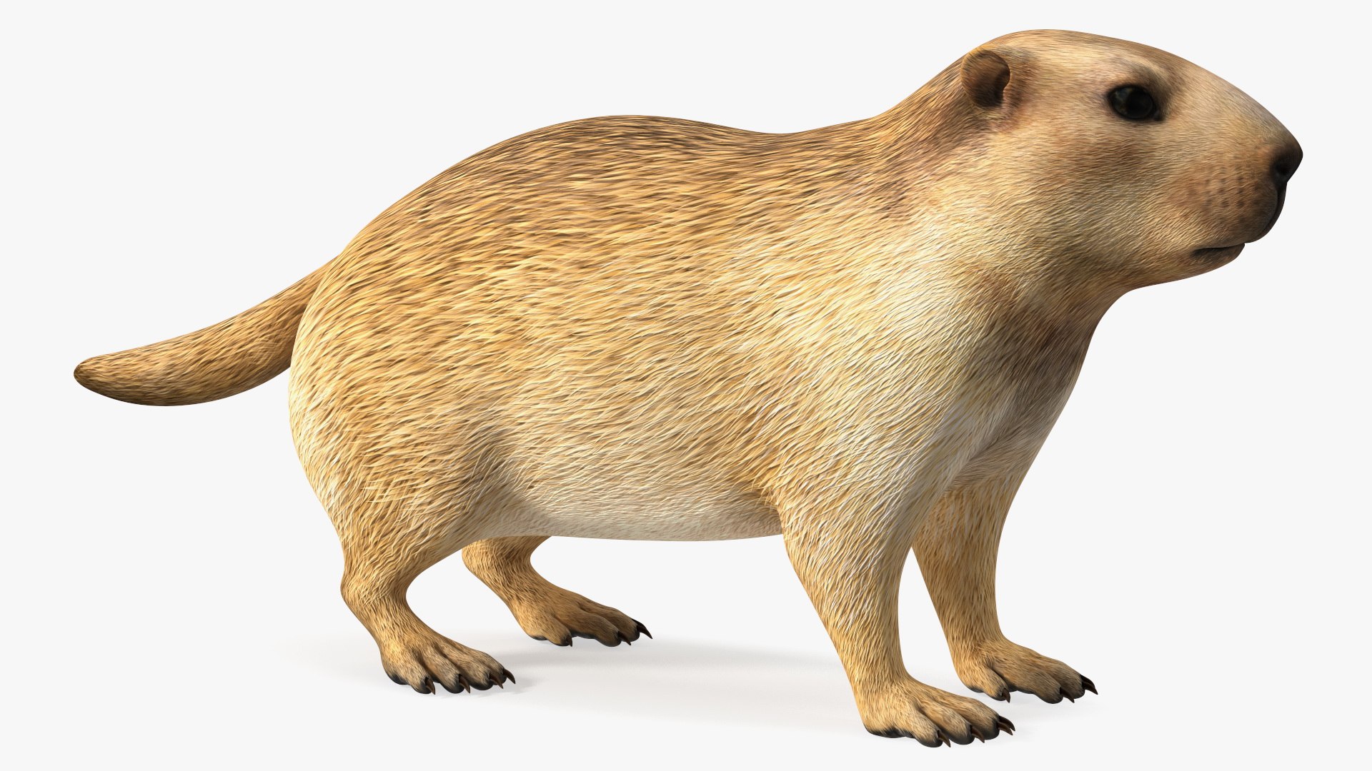 Marmot model https://p.turbosquid.com/ts-thumb/ch/WgjCuy/20/marmotc4dmodel009/jpg/1664199809/1920x1080/fit_q87/68ac60b814dd03f77795e7434332d2decff6d5a6/marmotc4dmodel009.jpg