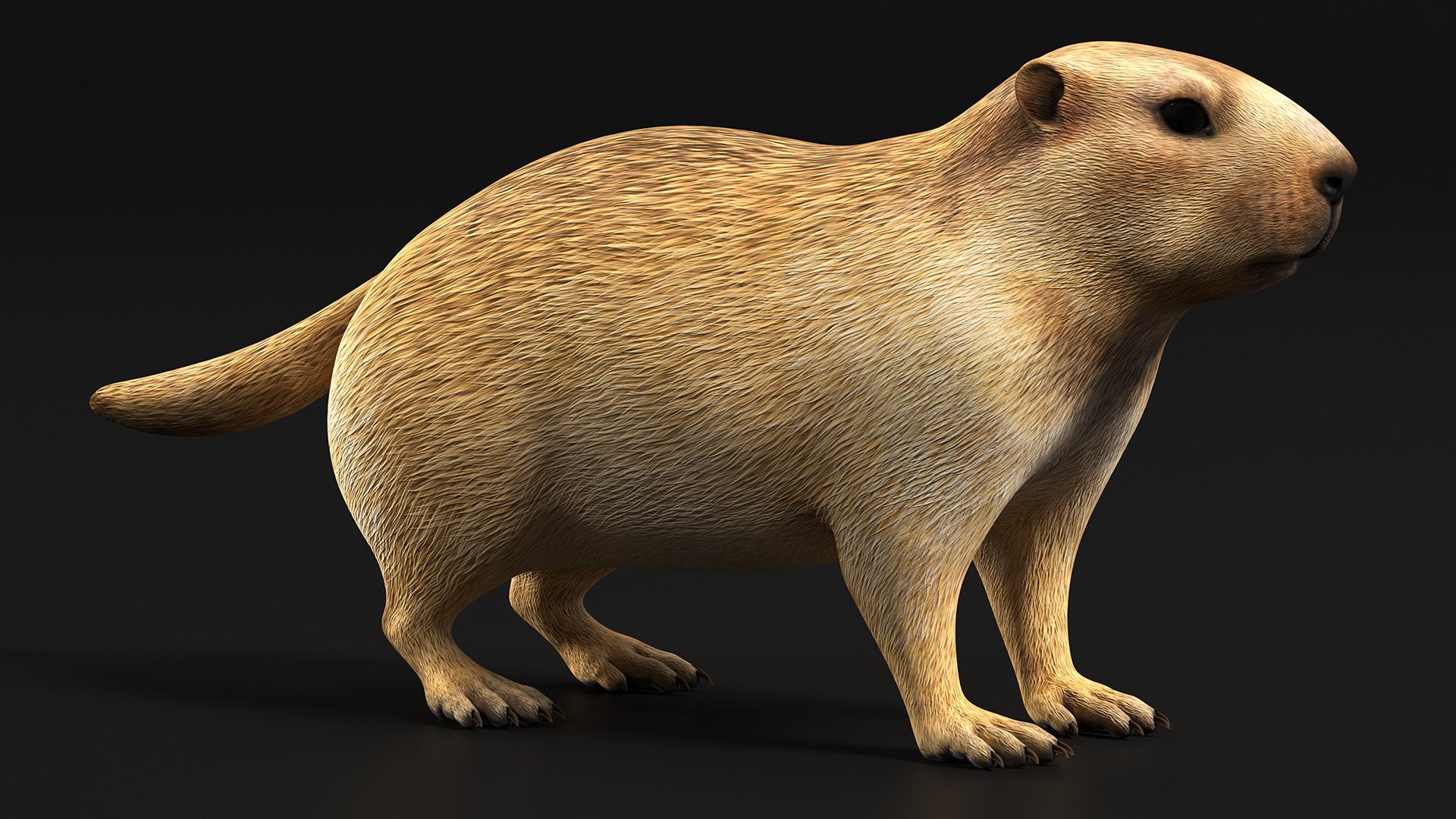 Marmot model https://p.turbosquid.com/ts-thumb/ch/WgjCuy/cR/marmotc4dmodel002/jpg/1664199787/1920x1080/fit_q87/e7c4d75fd69ed3d83101ff6a7d610282b3694132/marmotc4dmodel002.jpg
