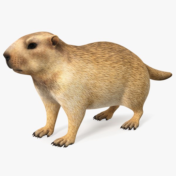 modelo 3d Marmota - TurboSquid 1964235