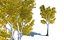 Forest trees collection