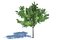 Forest trees collection