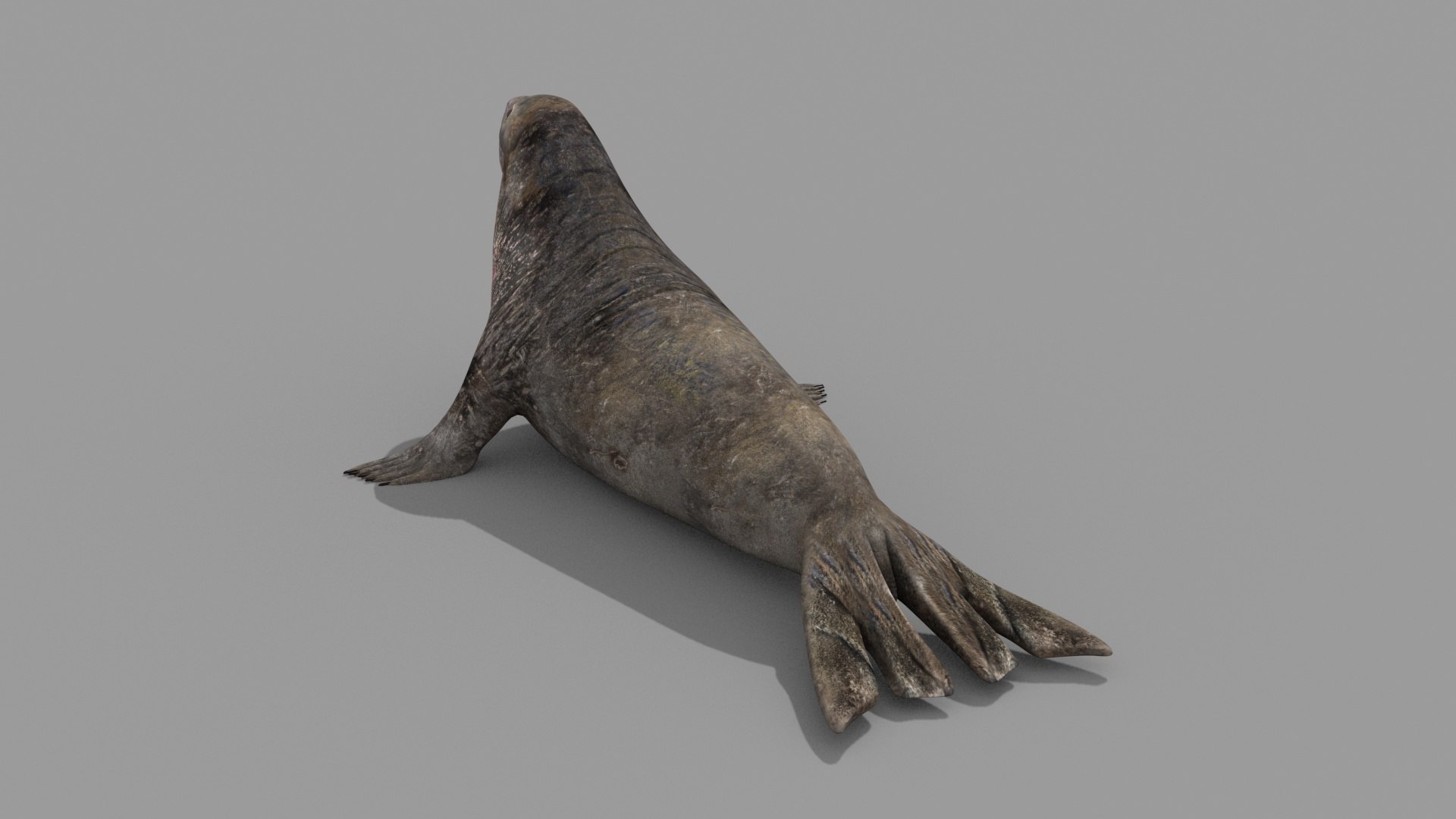 Sea Elephant Seal - 8K 3d Animated Model - TurboSquid 2259652